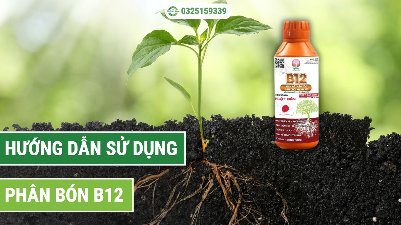 Hướng dẫn pha Can B12 1 Lít