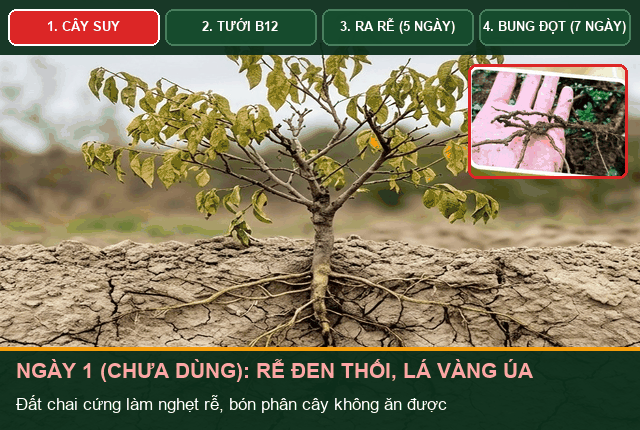 GIF Tiến trình rễ phục hồi sau 7 ngày